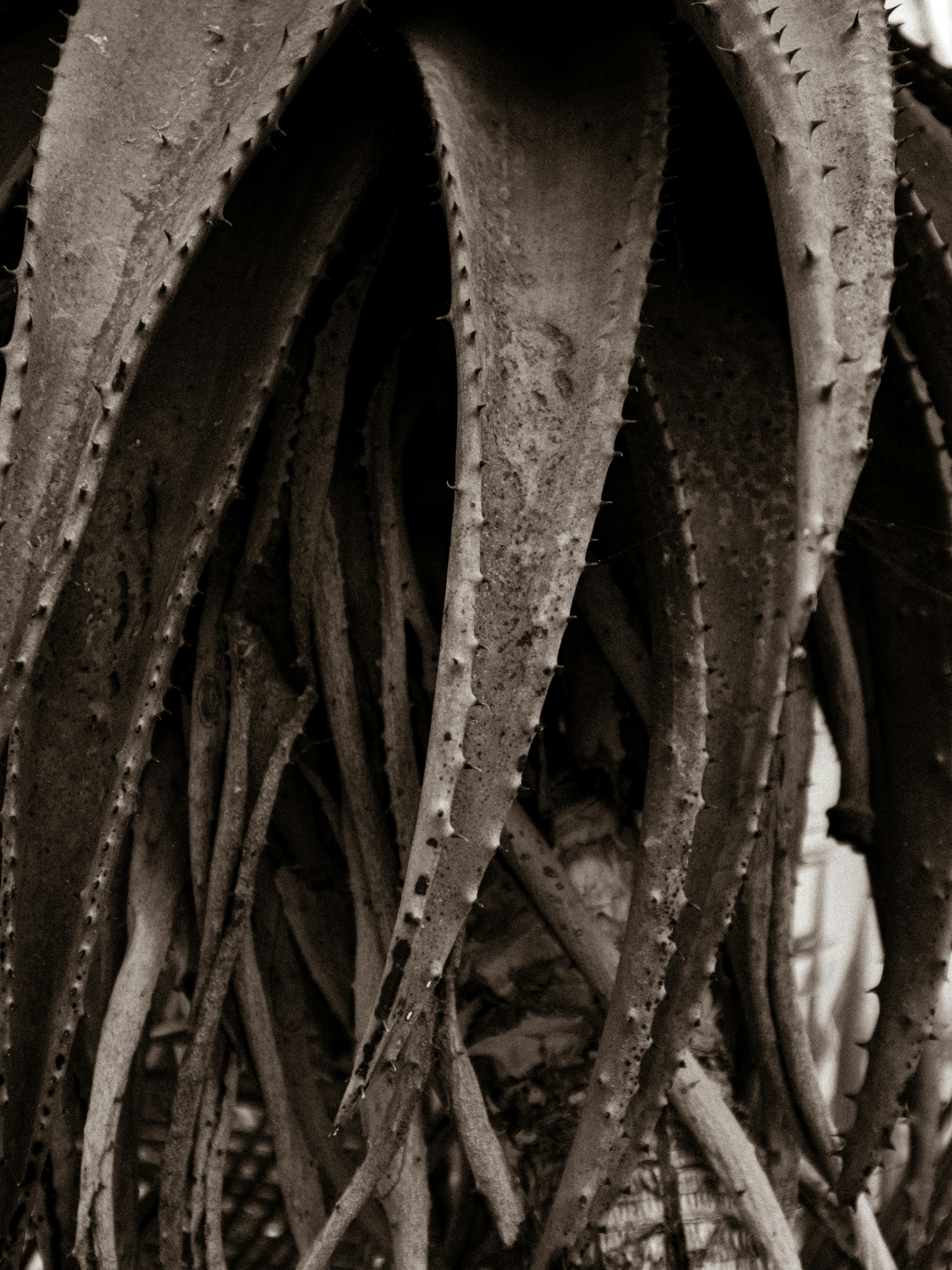 Welwitschia plant in desert landscape